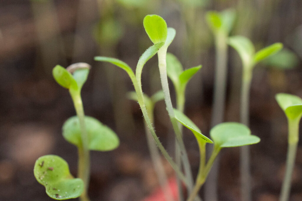Young plants sprouting from the soil, signaling the beginning of new growth and the cycle of life.