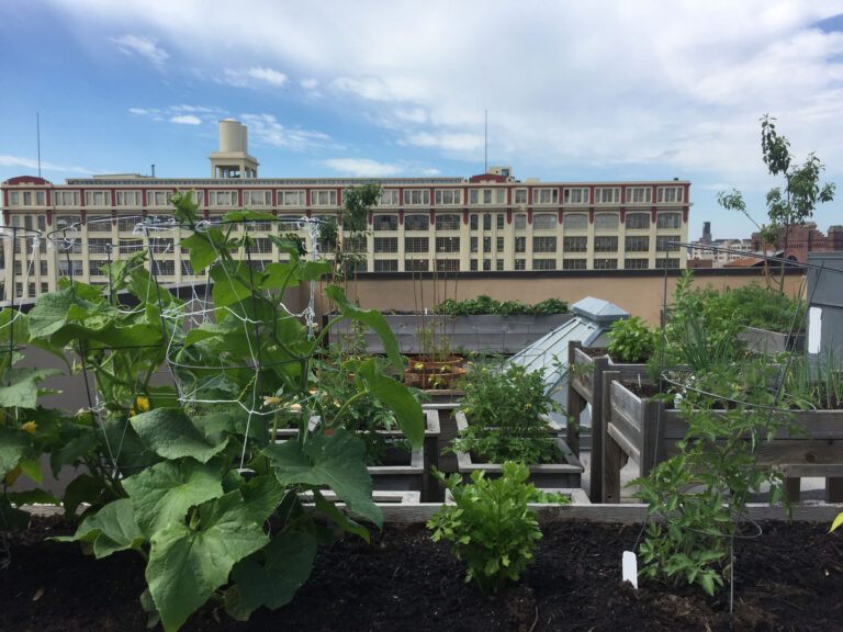 An urban garden oasis in the foreground with flourishing green plants in raised wooden beds, set against the backdrop of an industrial-era red brick building under a partly cloudy sky.