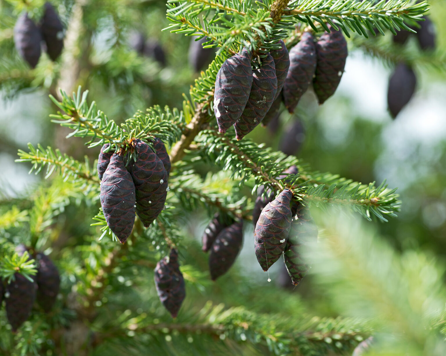 Pines cones hanging on a tree.