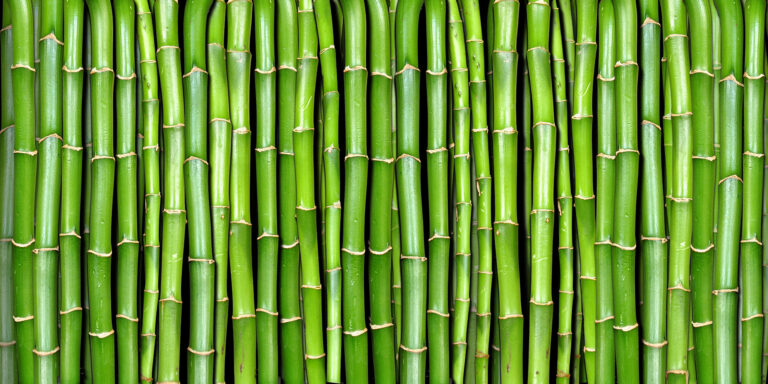 Rows of green bamboo
