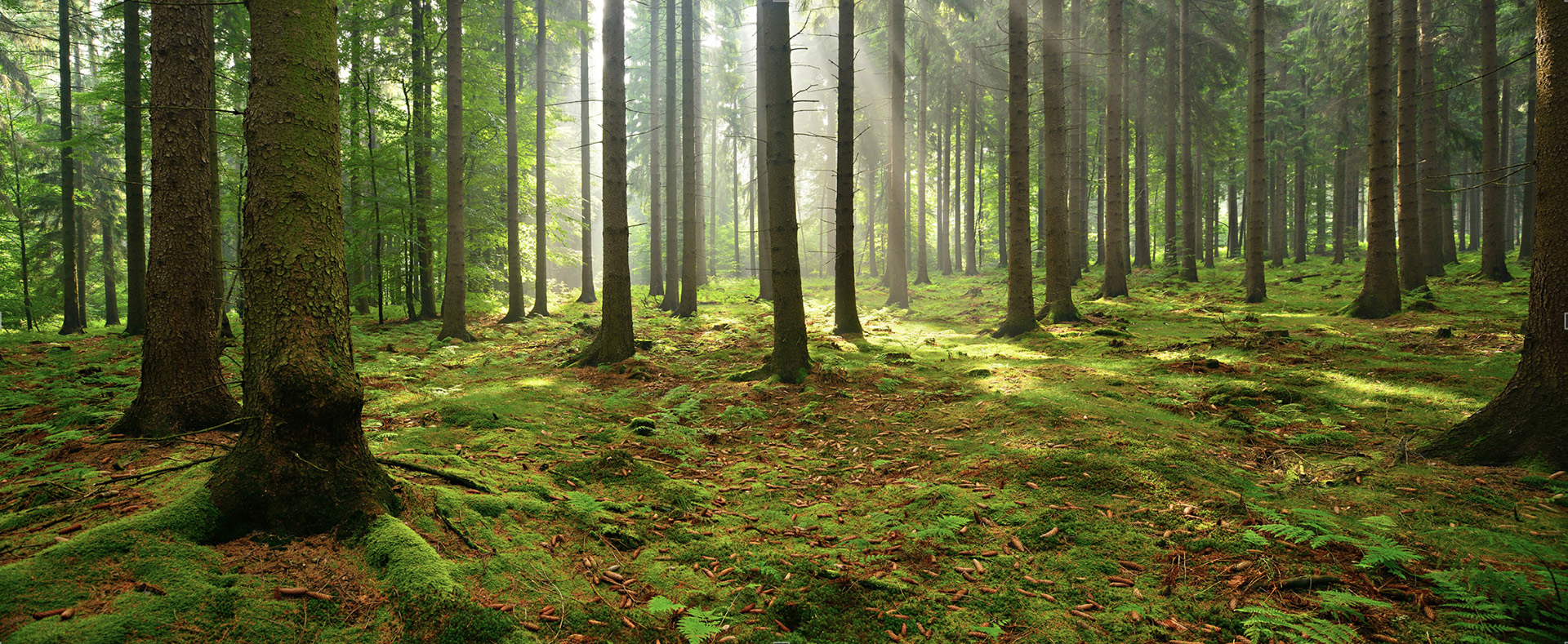 Sunlight filters through a verdant forest, casting a mystical glow over a carpet of lush ferns and mossy grounds.