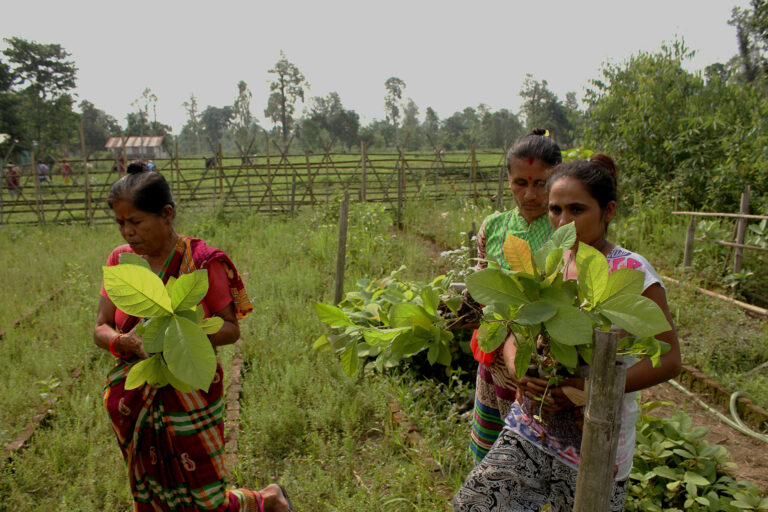 Three women engaged in agriculture holding and examining fresh green leaves in a rural farm setting.