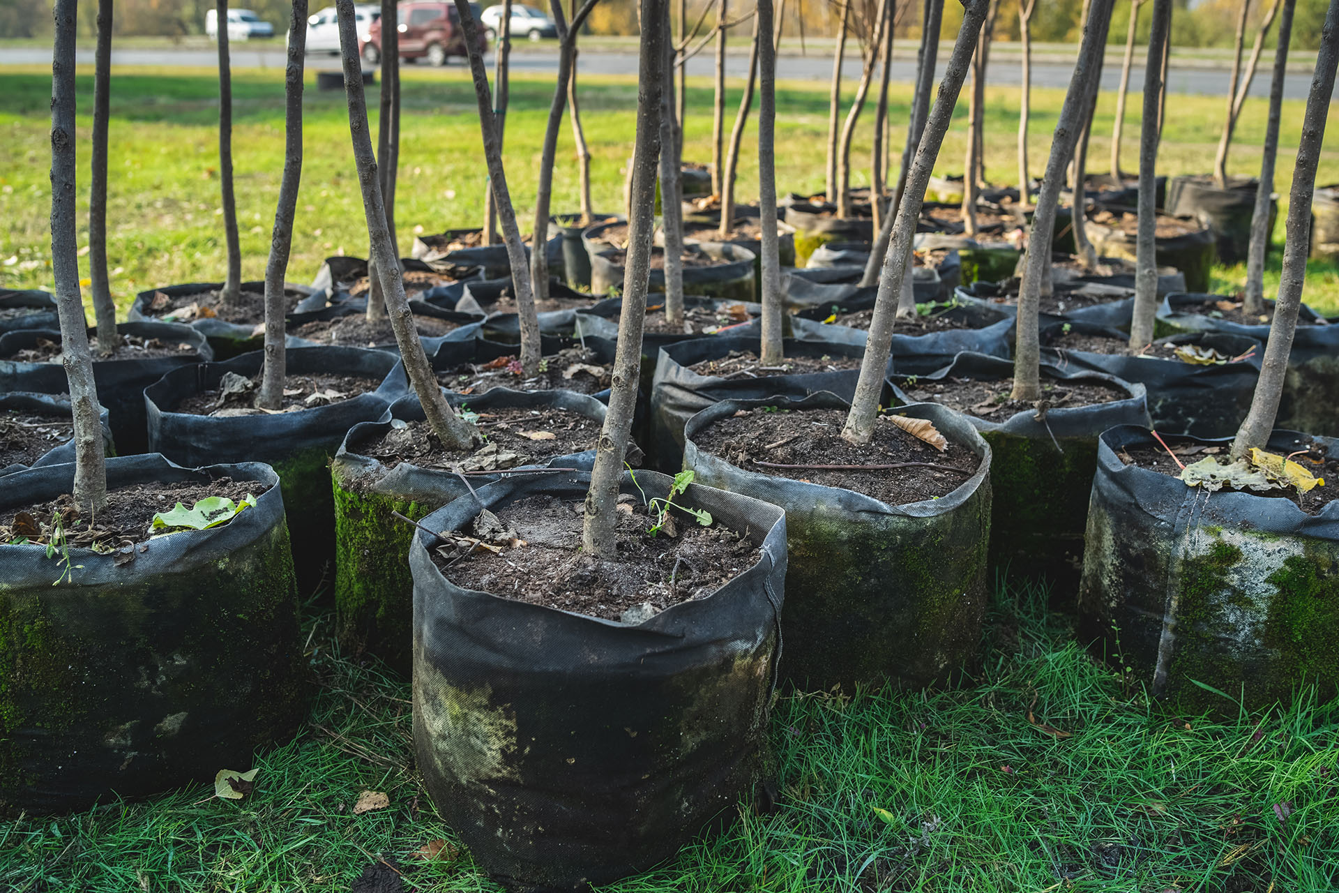 afforestation set of green plants in flowerpots