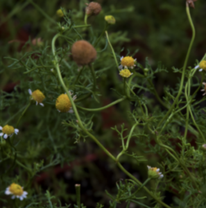 A close-up of delicate wildflowers with a mix of yellow blooming heads and spherical brown seed pods amidst thin green foliage.