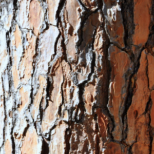 Close-up of rough tree bark texture showcasing the intricate patterns and rugged beauty of nature.