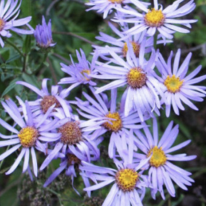 A cluster of purple aster flowers with yellow centers in full bloom, set against a natural green background.