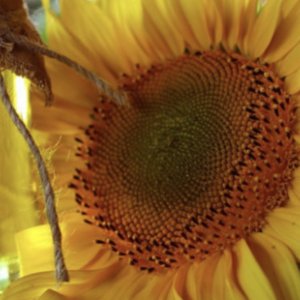 Close-up of a sunflower's head, showcasing its radiant yellow petals and the intricate pattern of seeds at its center.
