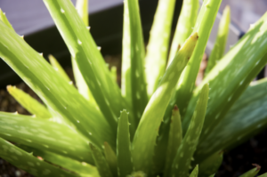 Sunlight filtering through the succulent leaves of an aloe vera plant.