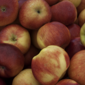 A close-up view of a bunch of ripe, red apples with a mix of yellow tones, showcasing their fresh and juicy appearance.