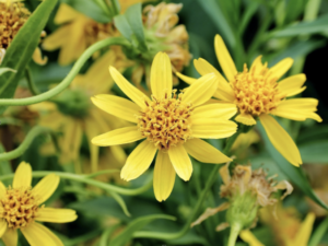 Bright yellow flowers in full bloom with lush green foliage in the background.