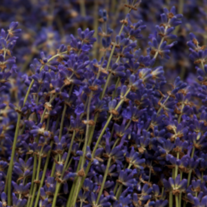 A close-up view of a vibrant field of purple lavender blossoms.