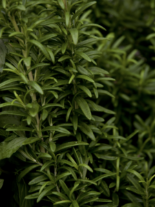 Lush greenery: a close-up of dense, vibrant green leaves, possibly an herb like rosemary, showcasing the textures and details of nature's foliage.