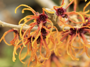 Fiery orange and yellow tendrils of witch hazel blossoms dance in the gentle embrace of a spring breeze.