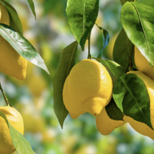 Ripe lemons hanging on a tree with vibrant green leaves, ready for the picking on a sunny day.