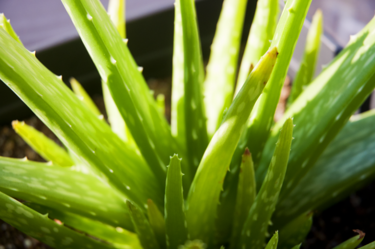 Aloe plant close up