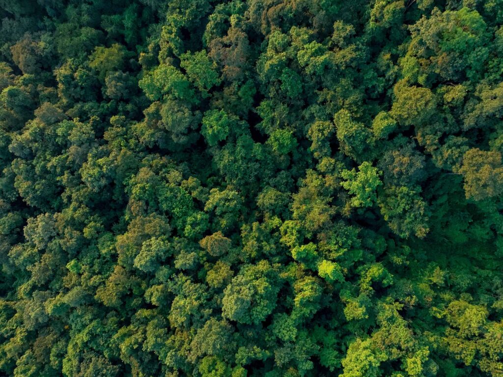 Aerial view of a dense, lush green forest canopy with various shades of green foliage—nature’s inspiration for many skin care lines for spas seeking rejuvenation and vitality.